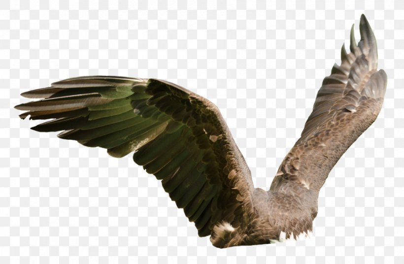 Eagle Bird Of Prey Buzzard Hawk, PNG, 900x589px, Eagle, Accipitriformes, Art, Beak, Bird Download Free