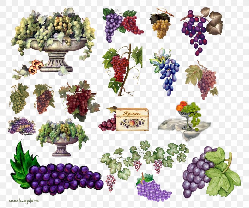 Grape Food, PNG, 1748x1460px, Grape, Art, Berry, Creative Arts, Filename Extension Download Free