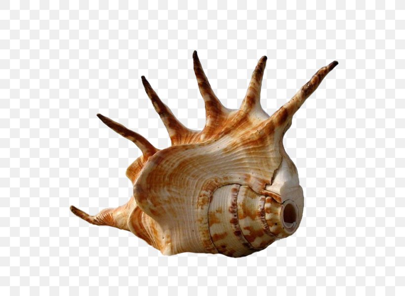 Seashell Shark Bay Shell Beach Conch, PNG, 600x600px, Seashell, Animal Product, Argonaut, Beach, Conch Download Free