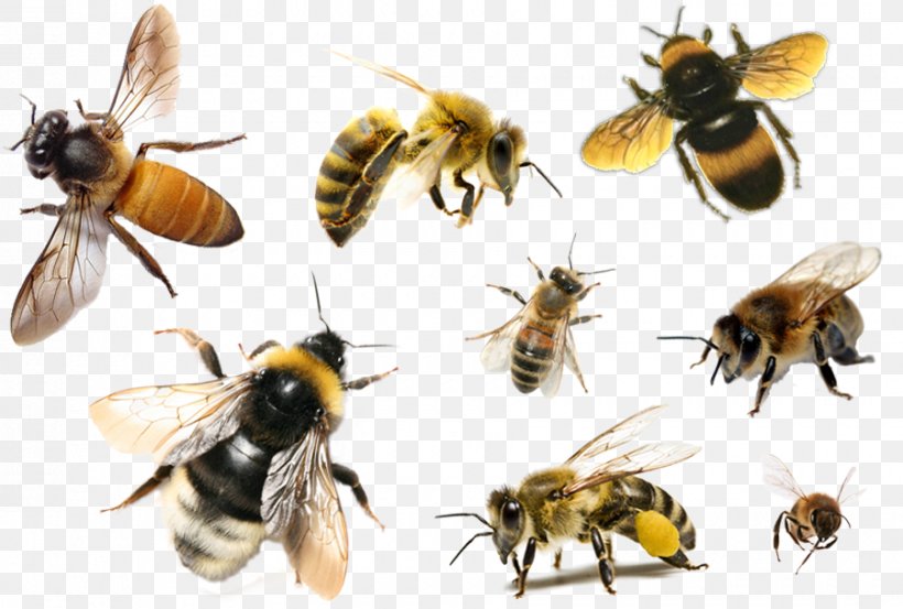 Bee Hornet Apis Florea Insect Honey, PNG, 900x608px, Bee, Apis Florea, Arthropod, Beehive, Beekeeping Download Free