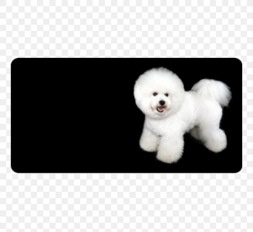 Bichon Frise Maltese Dog Puppy Dog Breed Companion Dog, PNG, 750x750px, Bichon Frise, Bichon, Breed, Carnivoran, Companion Dog Download Free