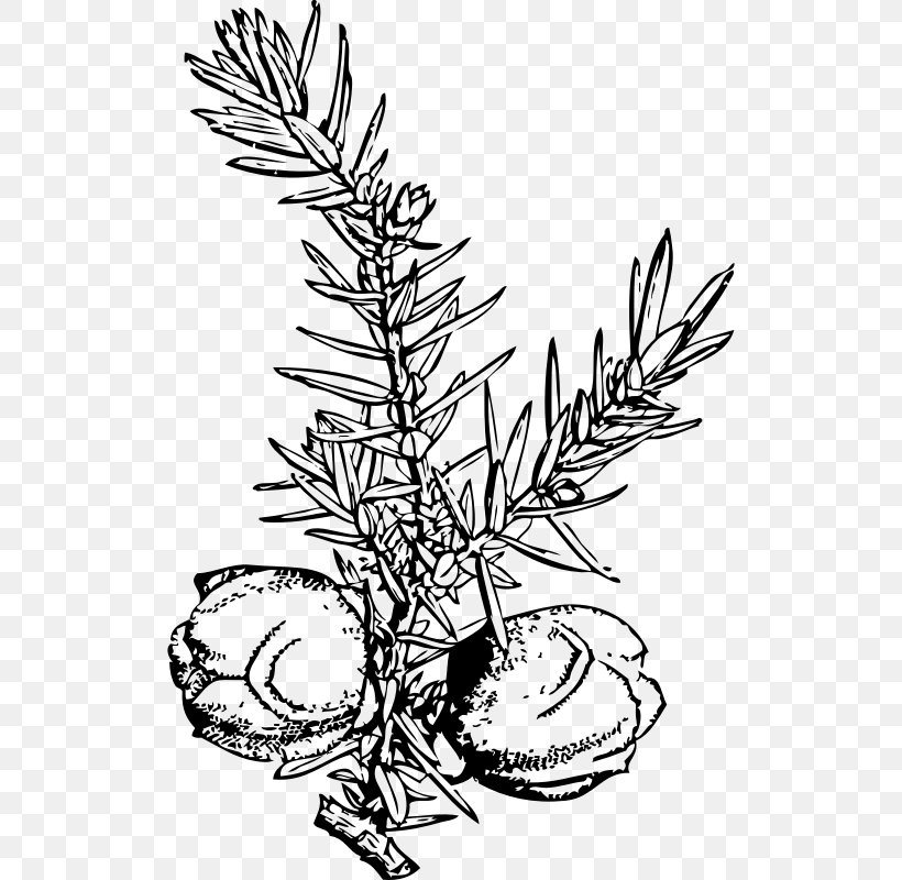 Juniper Berry Common Juniper Clip Art, PNG, 516x800px, Juniper Berry, Artwork, Berry, Black And White, Blueberry Download Free