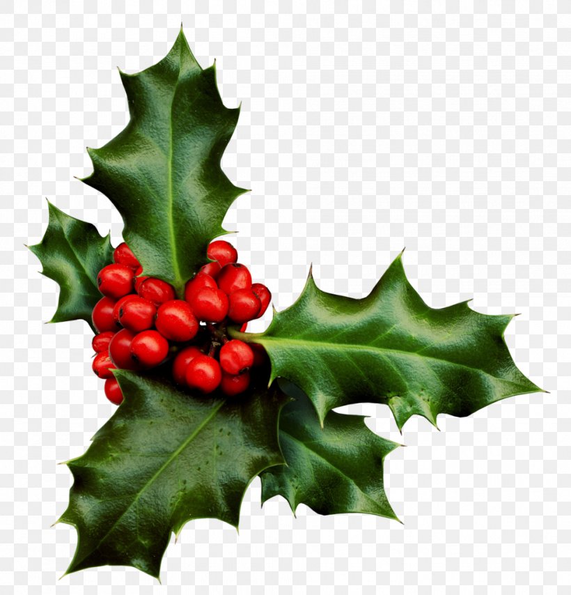 Stock Photography Common Holly Desktop Wallpaper Clip Art, PNG, 983x1024px, Stock Photography, Aquifoliaceae, Aquifoliales, Berry, Christmas Download Free