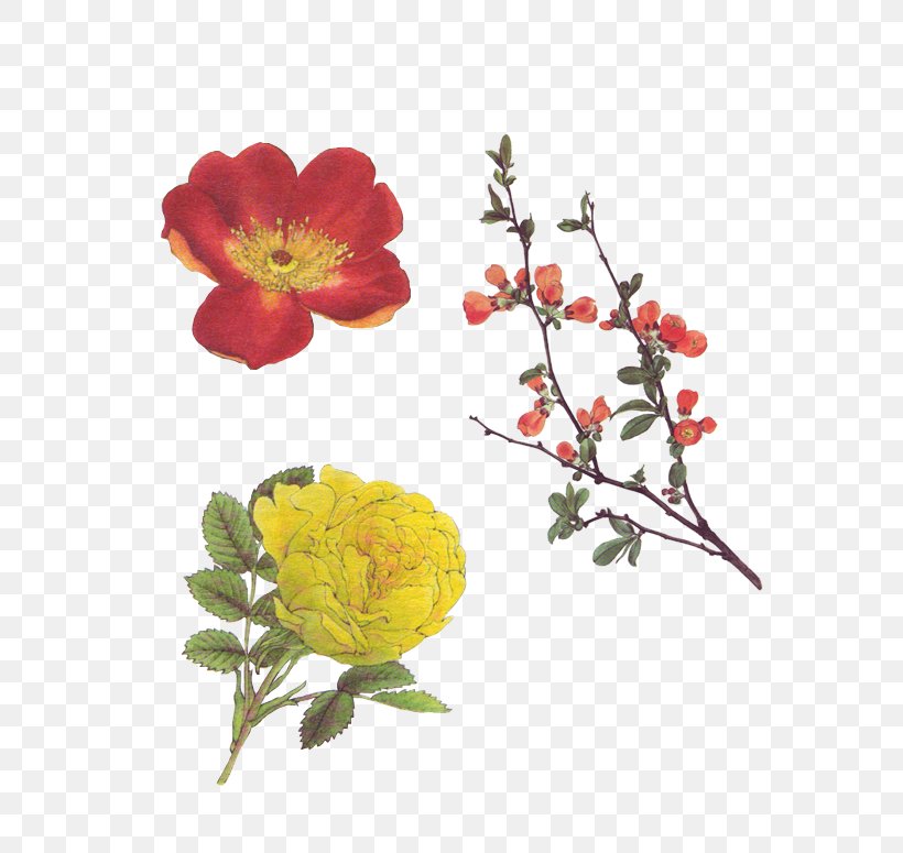 Garden Roses Art Floral Design, PNG, 607x775px, Garden Roses, Art, Centifolia Roses, Cut Flowers, Deviantart Download Free