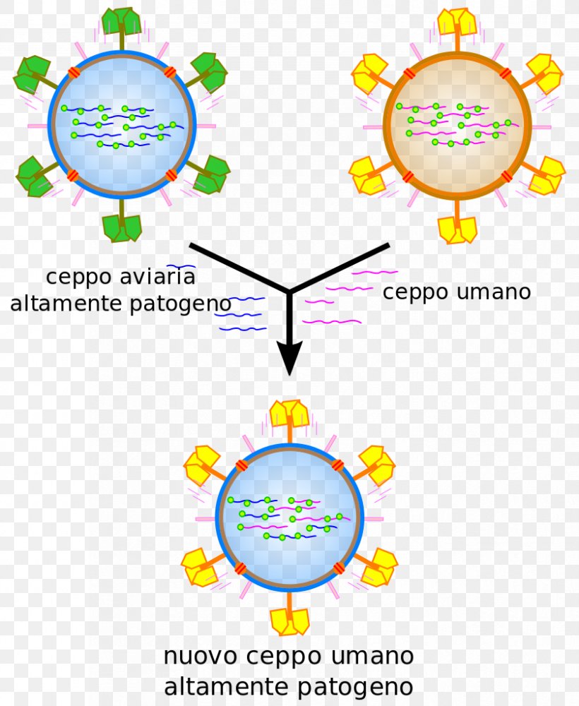 Influenzavirus B Influenzavirus B Gripiviirused Infection, PNG, 839x1024px, Virus, Area, Avian Influenza, Cell, Cowpea Mosaic Virus Download Free