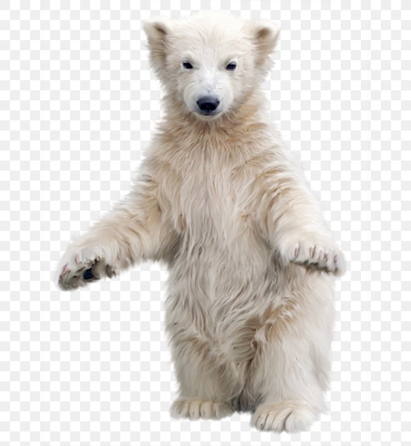 Polar Bear Kodiak Bear Asian Black Bear Clip Art, PNG, 650x889px, Polar Bear, Animal, Arctic, Asian Black Bear, Bear Download Free