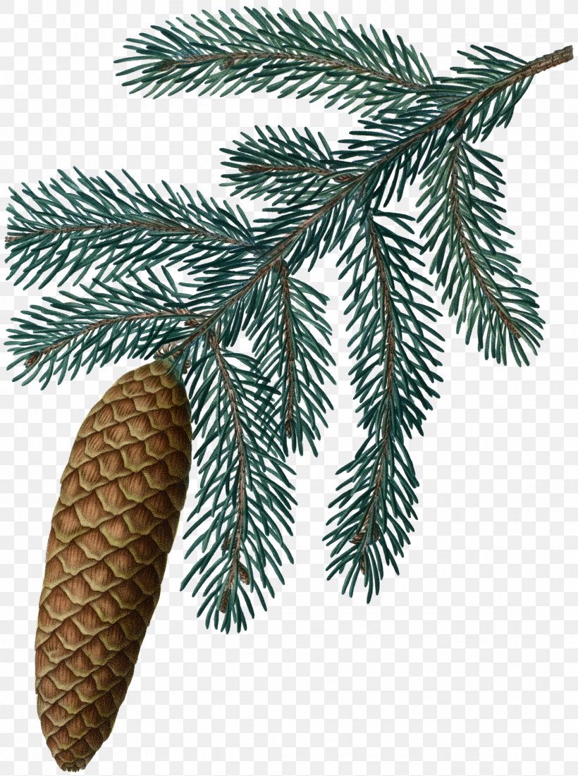 Fir Botany Tree Spruce Conifer Cone, PNG, 1340x1800px, Fir, Botanical Illustration, Botany, Branch, Conifer Download Free