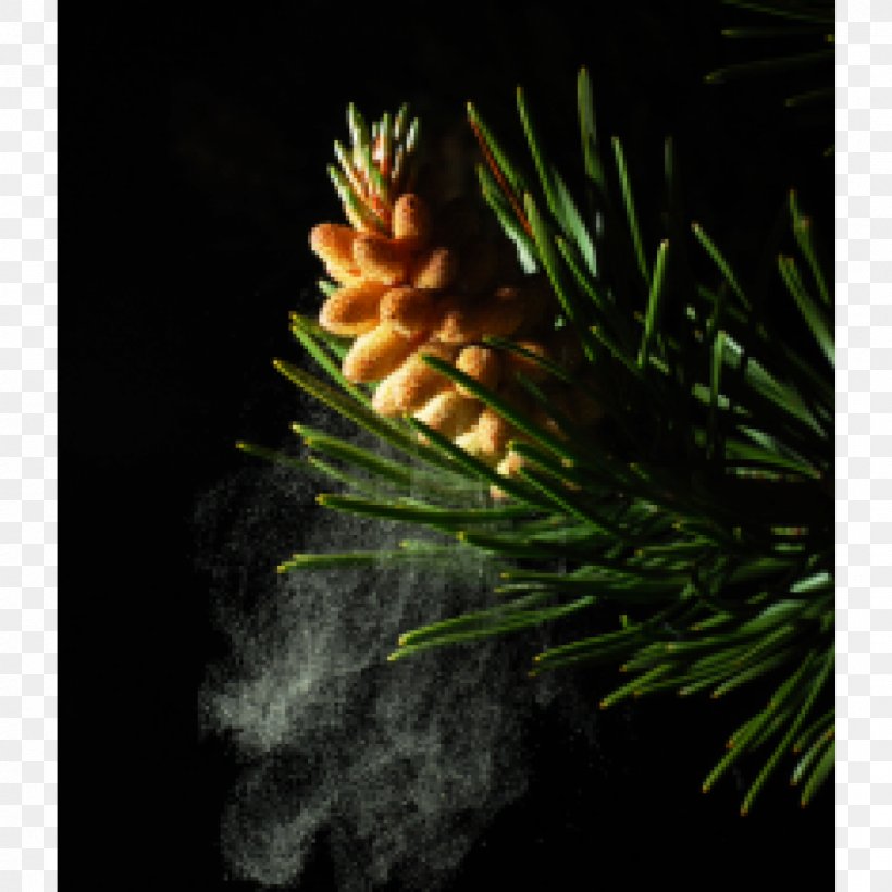 Pine Fir Pollen Conifer Cone Powder, PNG, 1200x1200px, Pine, Branch, Cell, Cell Wall, Conifer Download Free