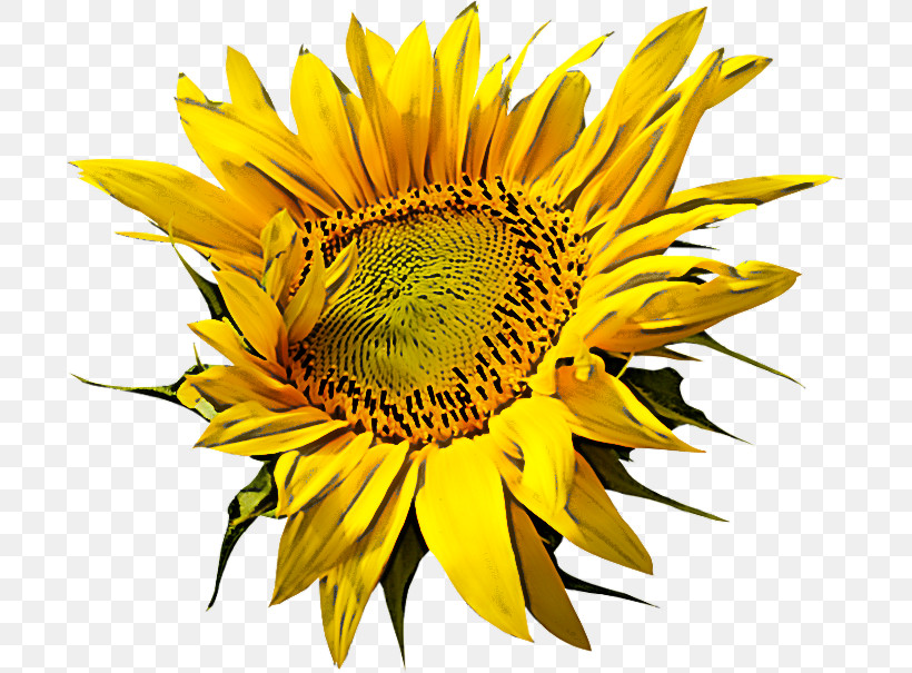 Sunflower, PNG, 699x605px, Flower, Petal, Plant, Pollen, Sunflower Download Free