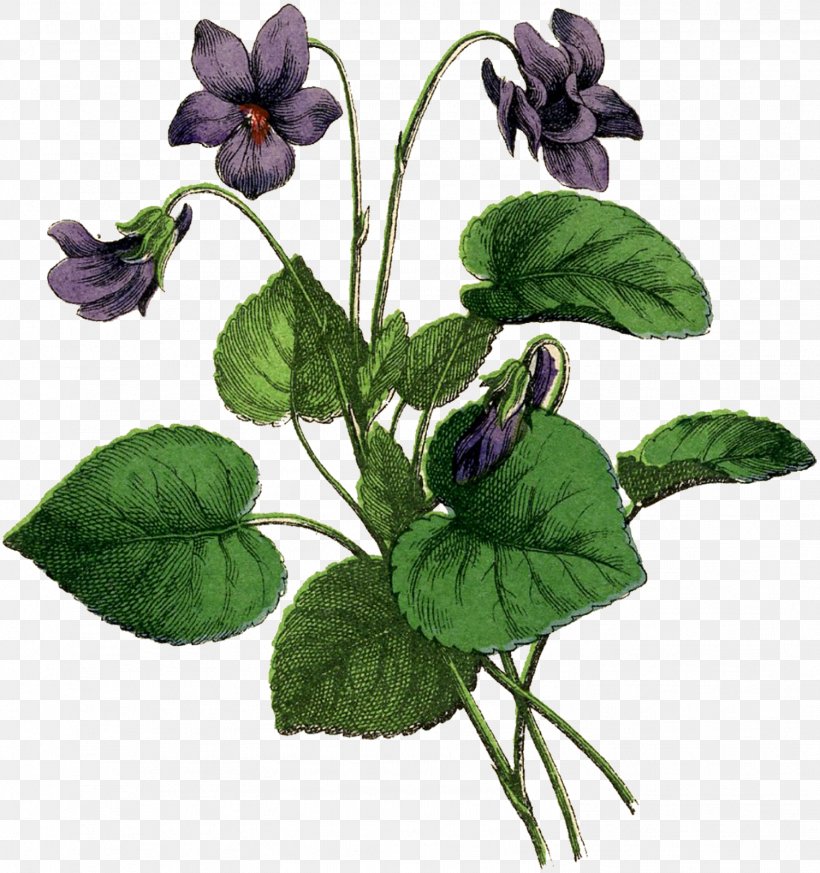 African Violets Drawing Botanical Illustration, PNG, 1502x1600px, Violet, African Violets, Annual Plant, Art, Botanical Illustration Download Free