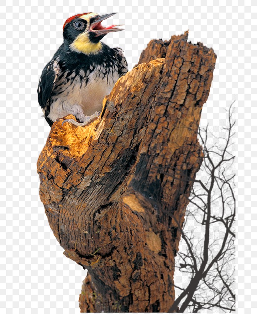 Bird Woodpecker Cattle, PNG, 700x1000px, Bird, Beak, Birds And People, Branch, Depositfiles Download Free