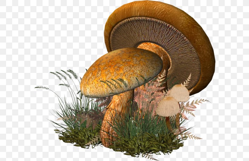 Fungus Clip Art, PNG, 600x530px, Fungus, Agaricaceae, Agaricomycetes, Animaatio, Aspen Mushroom Download Free
