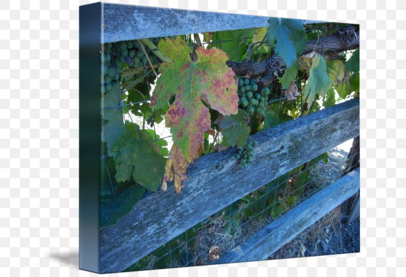 Grape Painting Tree Leaf, PNG, 650x560px, Grape, Flowering Plant, Grapevine Family, Leaf, Painting Download Free