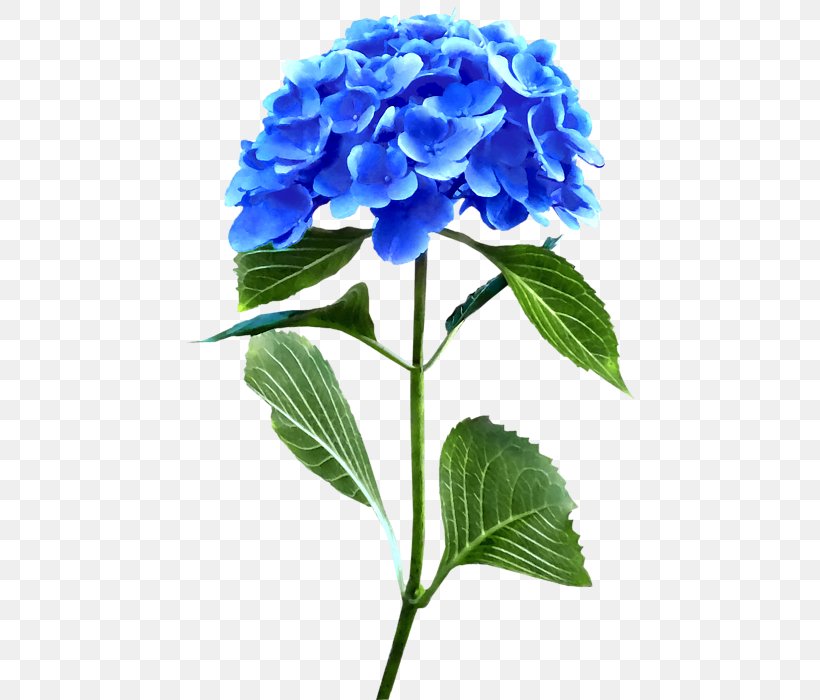 Hydrangeaceae Cut Flowers, PNG, 449x700px, Hydrangea, Blue, Cornales, Cut Flowers, Flower Download Free