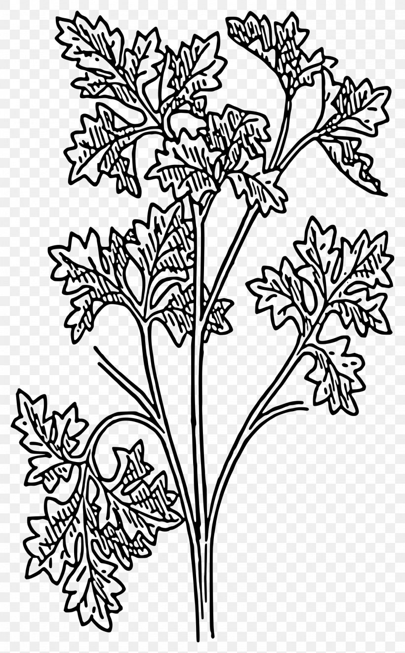 Parsley Drawing Plant Clip Art, PNG, 1487x2400px, Parsley, Area, Art, Black And White, Branch Download Free