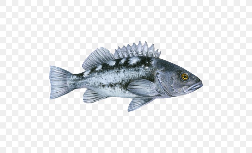 Tilapia Pacific Ocean Perch Black Rockfish Bocaccio Sablefish, PNG, 500x500px, Tilapia, Barramundi, Bass, Black Rockfish, Bony Fish Download Free