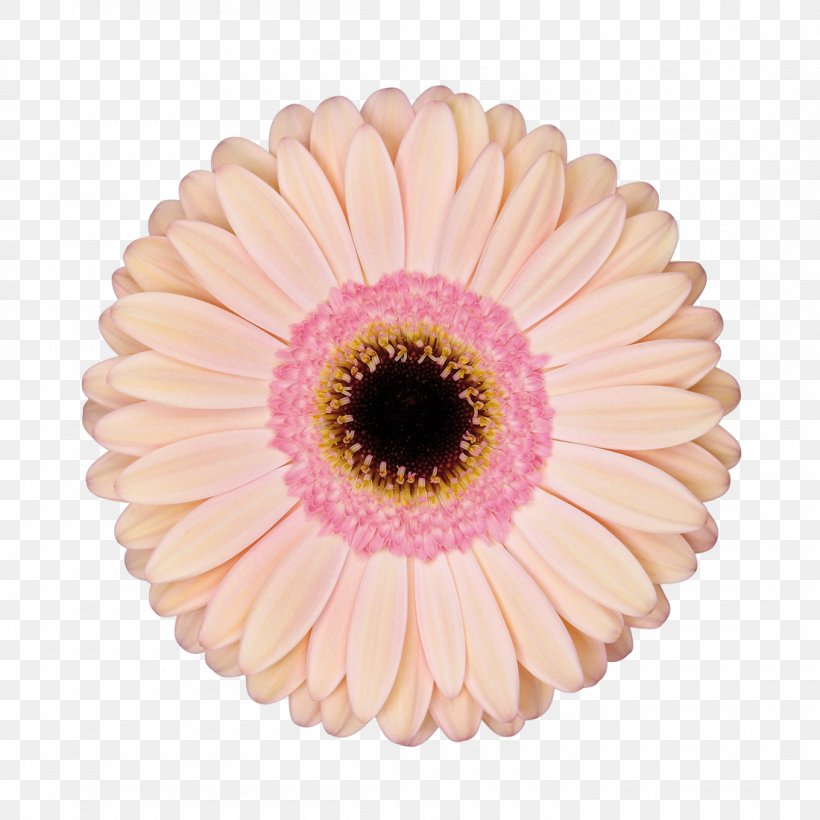 Transvaal Daisy Cut Flowers Retail Diva Crush, PNG, 1100x1100px, Transvaal Daisy, Asterales, Cut Flowers, Daisy, Daisy Family Download Free