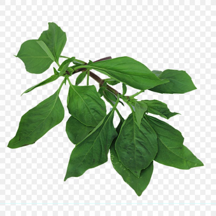 Basil Thai Cuisine Leaf Herb Plant Stem, PNG, 1200x1200px, Basil, Cannabis, Description, Herb, Herbalism Download Free