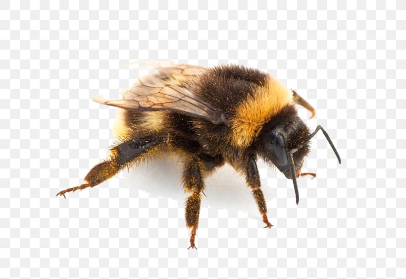 Bumblebee Hornet Insect Bites And Stings, PNG, 736x563px, Bee, Arthropod, Bee Sting, Beehive, Bombus Terrestris Download Free
