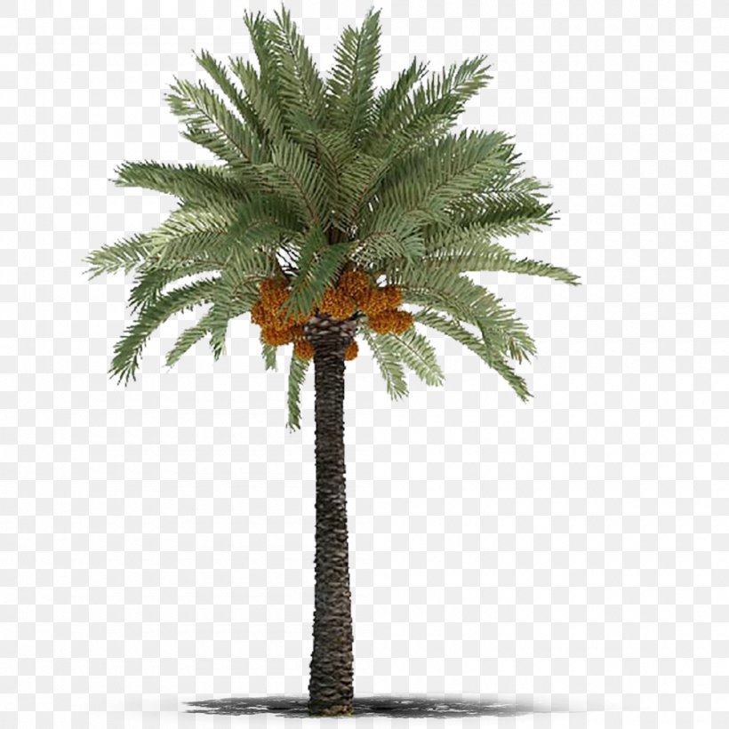 Date Palm Phoenix Canariensis Arecaceae Tree Roystonea Regia, PNG, 1000x1000px, Date Palm, Arecaceae, Arecales, Borassus Flabellifer, Coconut Download Free