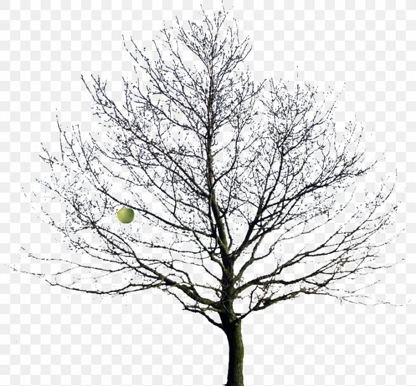 Tree Drawing Oak Clip Art, PNG, 901x838px, Tree, Birch, Black And White, Branch, Drawing Download Free