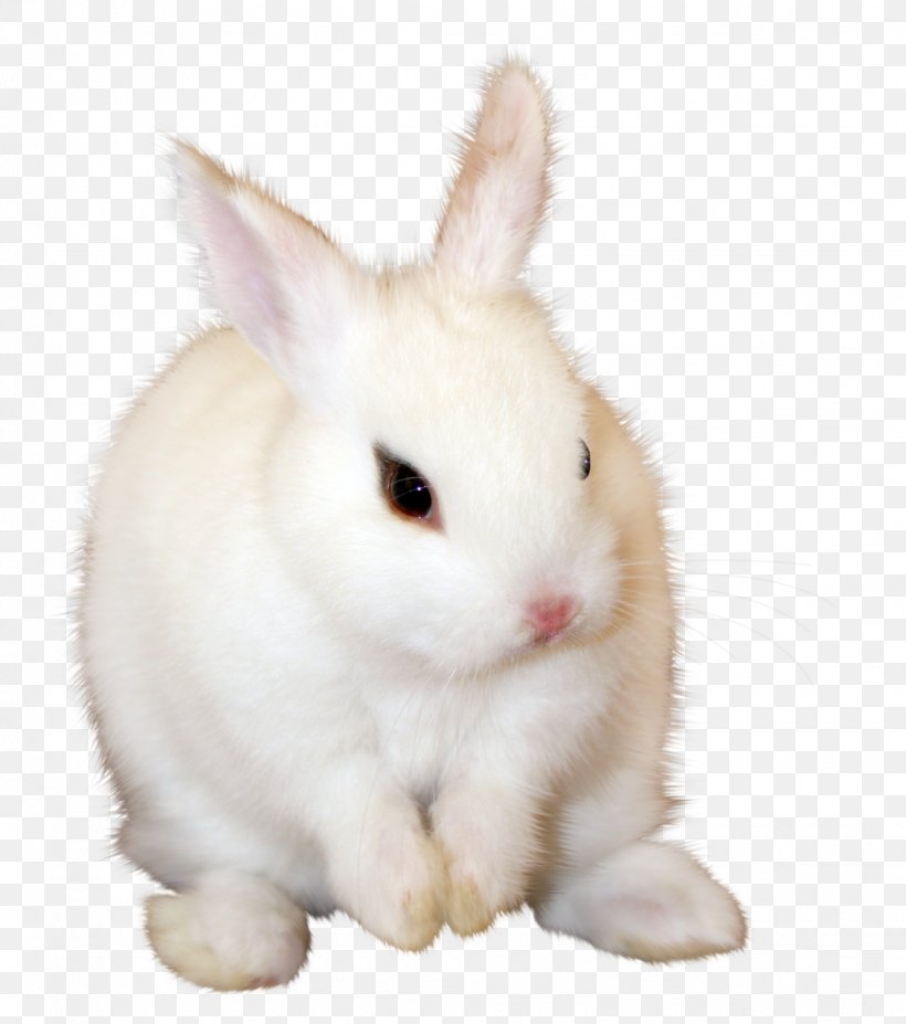 Angora Rabbit Leporids Clip Art, PNG, 1132x1280px, Angora Rabbit, Animal, Computer Software, Domestic Rabbit, Easter Download Free