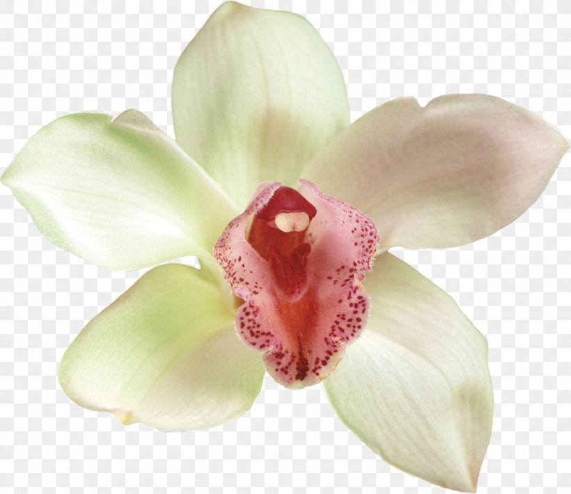 Moth Orchids Cut Flowers Clip Art, PNG, 1600x1387px, Orchids, Cut Flowers, Depositfiles, Flower, Flower Bouquet Download Free