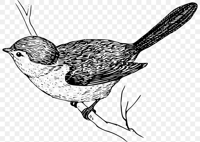 Bird Wren Drawing Clip Art, PNG, 800x584px, Bird, American Bushtit, Artwork, Beak, Bird Feeders Download Free