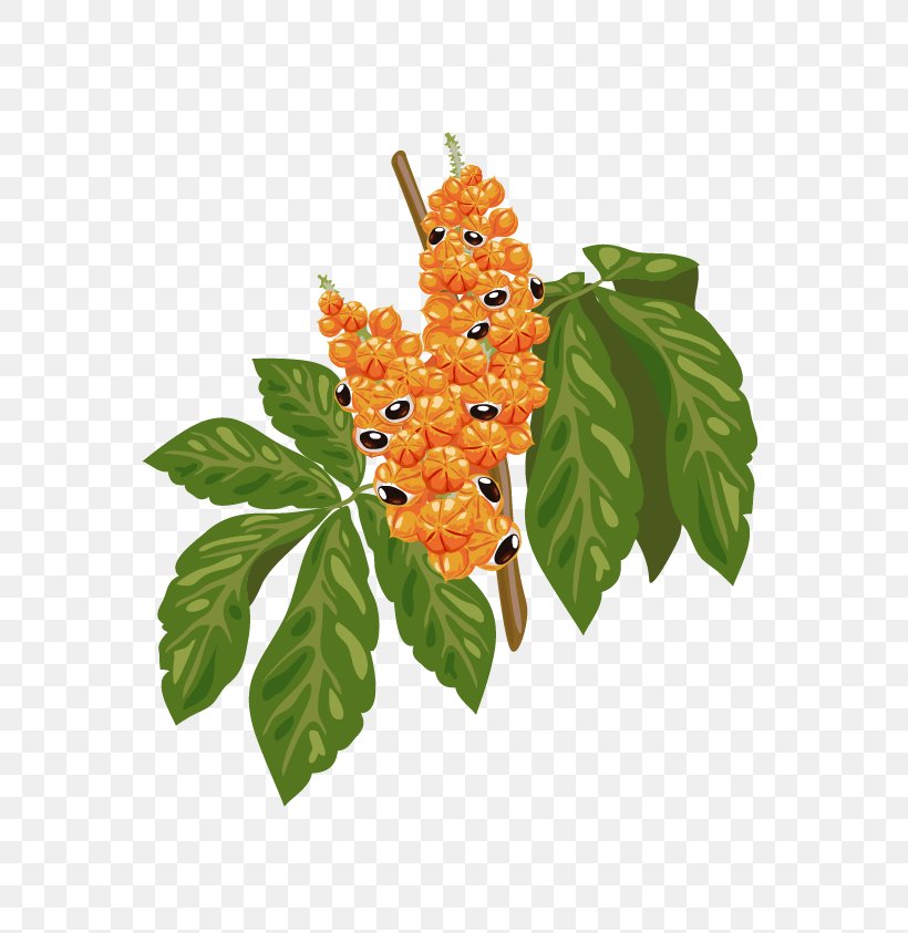 Guarana Amazon Rainforest Seed Caffeine Plant, PNG, 596x843px, Guarana, Amazon Rainforest, Auglis, Branch, Caffeine Download Free