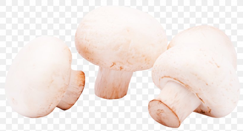 Mushroom Shiitake Agaricus Icon, PNG, 1555x843px, Ingredient, Agaricaceae, Child, Finger, Garlic Download Free