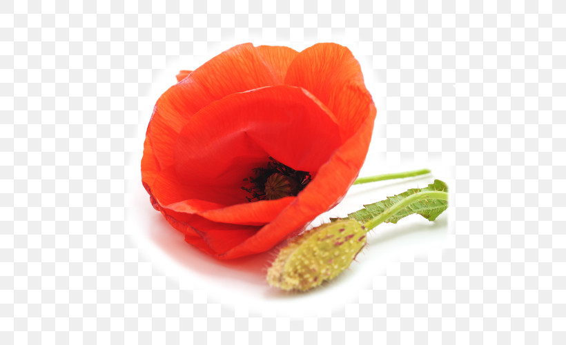 Orange, PNG, 500x500px, Orange, Anemone, Coquelicot, Corn Poppy, Flower Download Free