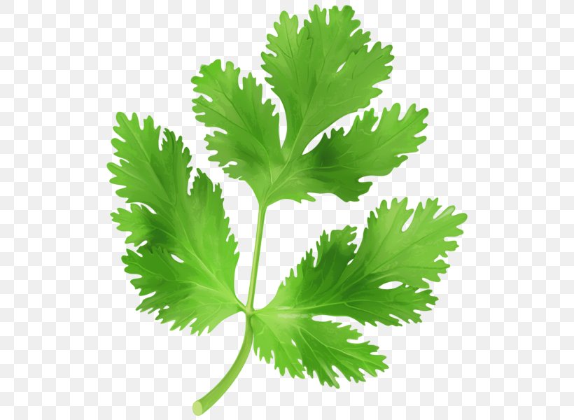 Parsley Coriander Vegetable Clip Art, PNG, 526x600px, Parsley, Chervil, Coriander, Food, Herb Download Free