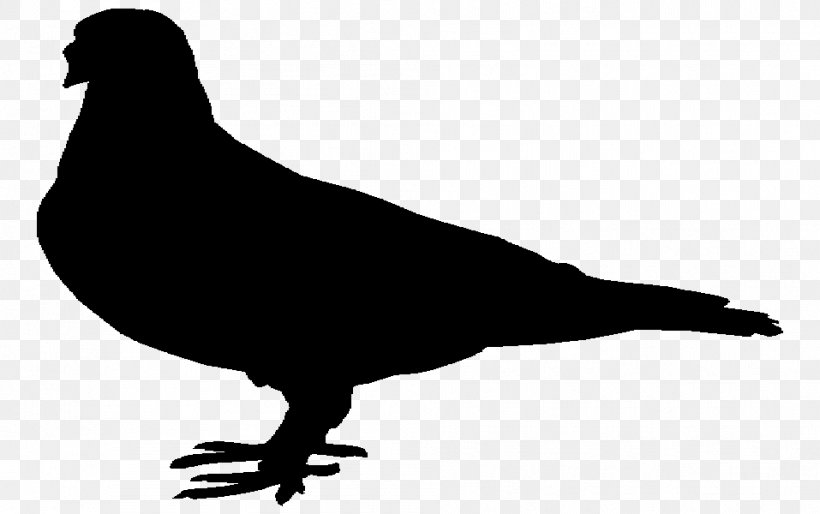 Beak Pigeons And Doves Fauna Landfowl Silhouette, PNG, 957x600px, Beak, Bird, California Sea Lion, Fauna, Landfowl Download Free