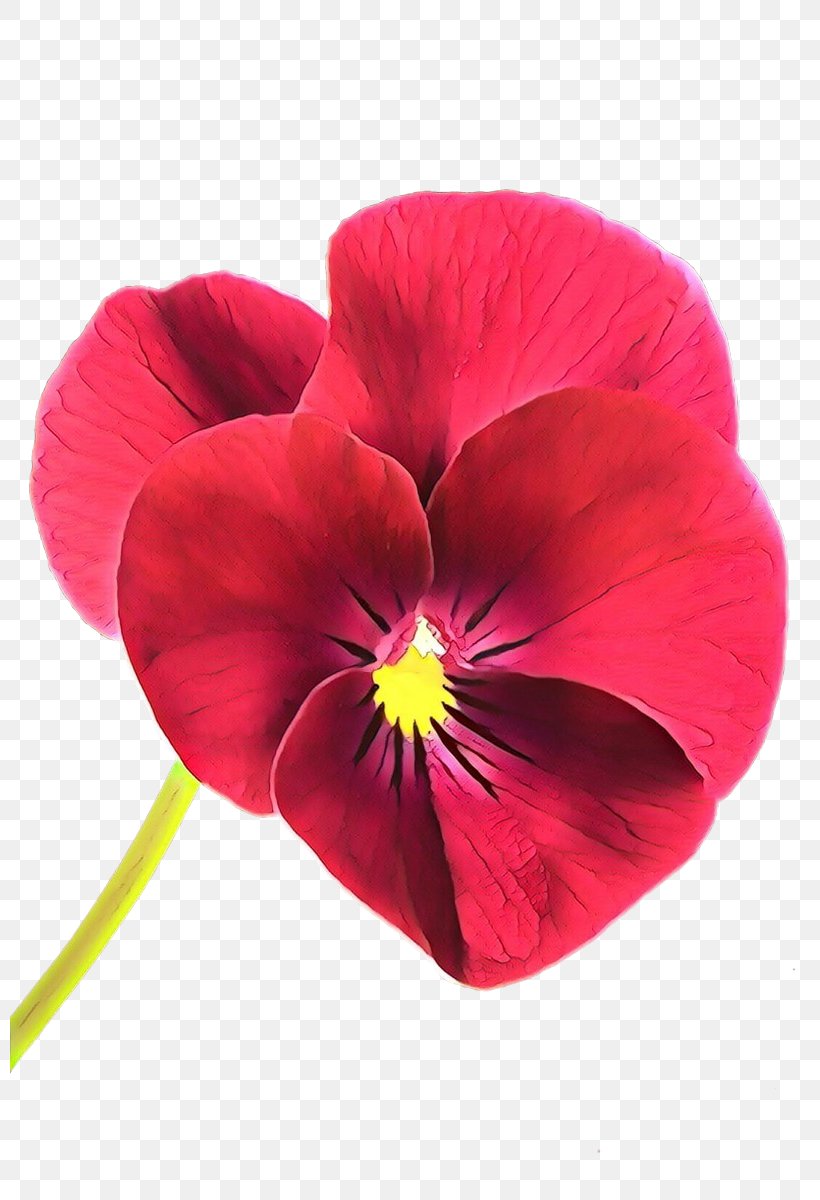 Flower Petal Red Plant Pansy, PNG, 800x1200px, Cartoon, Flower, Magenta, Pansy, Petal Download Free