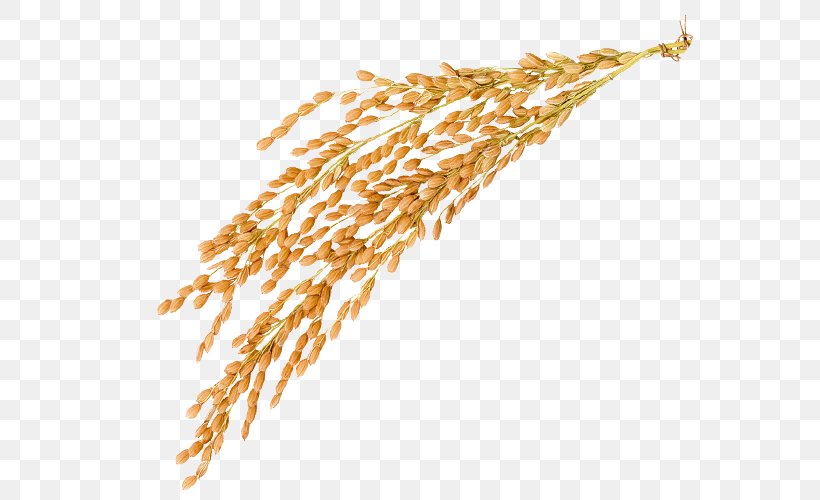Golden Rice Oryza Sativa Caryopsis, PNG, 800x500px, Rice, Caryopsis, Commodity, Crop, Gold Download Free