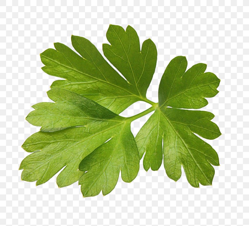 Parsley Herb Spice Food Cooking, PNG, 800x744px, Parsley, Cooking, Dill, Fines Herbes, Food Download Free