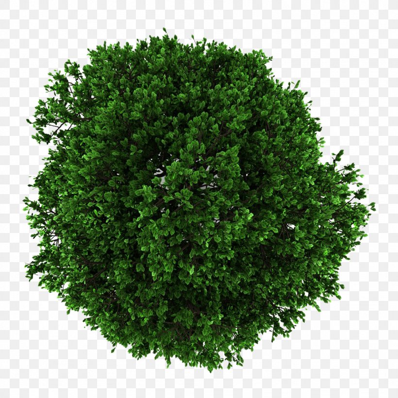 Tree English Oak Crown, PNG, 1024x1024px, English Oak, Ash, Askur, Evergreen, Grass Download Free