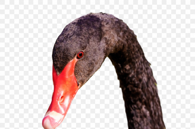 Birds Black Swan Mute Swan Beak Water Bird, PNG, 1920x1280px, Birds, Beak, Black Swan, Cartoon, Drawing Download Free