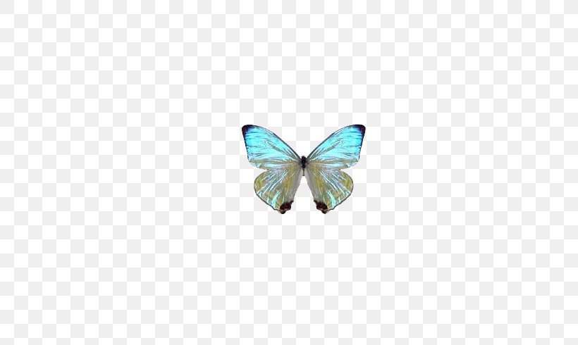 Butterfly Papillon Dog Turquoise Pendant Pattern, PNG, 726x490px, Butterfly, Crystal, Gift, Insect, Invertebrate Download Free