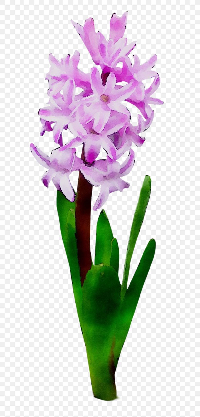 Cattleya Orchids Cut Flowers Plant Stem Herbaceous Plant Purple, PNG, 684x1705px, Cattleya Orchids, Cattleya, Cut Flowers, Dendrobium, Flower Download Free