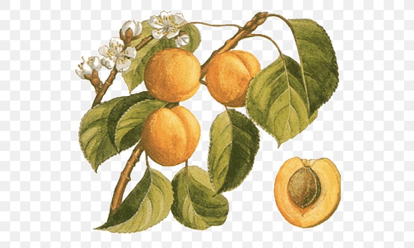 Gawith Apricot Botany Food Peach, PNG, 539x493px, Apricot, Almond, Bitter Orange, Botanical Name, Botany Download Free