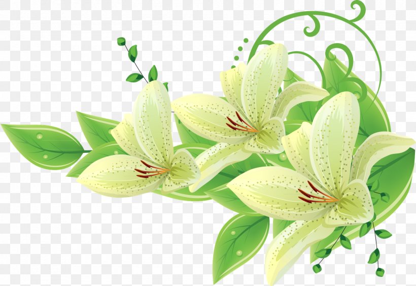 Lily, PNG, 1600x1100px, Flower, Cut Flowers, Flowering Plant, Lilium, Lily Download Free