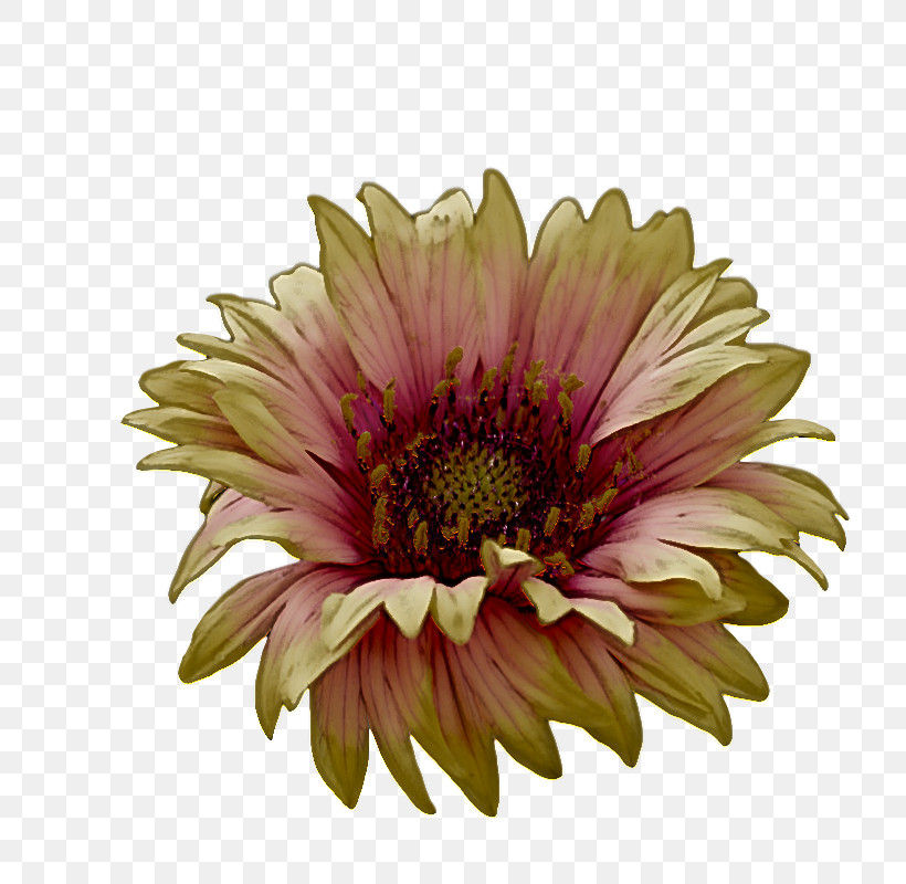 Transvaal Daisy Annual Plant Chrysanthemum Cut Flowers Blanket Flowers, PNG, 813x800px, Transvaal Daisy, Annual Plant, Aster, Biology, Blanket Flowers Download Free