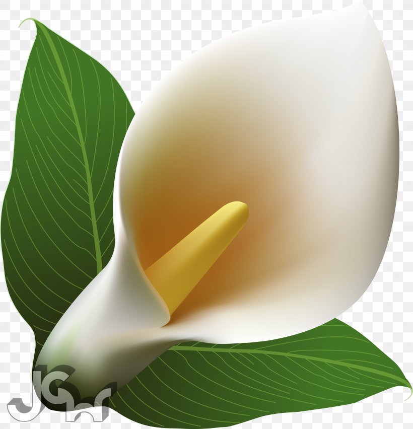 Arum-lily Clip Art, PNG, 4562x4741px, Arumlily, Abstract Art, Alismatales, Alternative Medicine, Animation Download Free