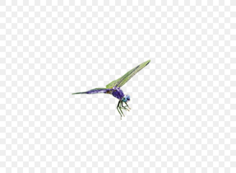 Purple Beak, PNG, 600x600px, Purple, Beak, Bird, Wing Download Free