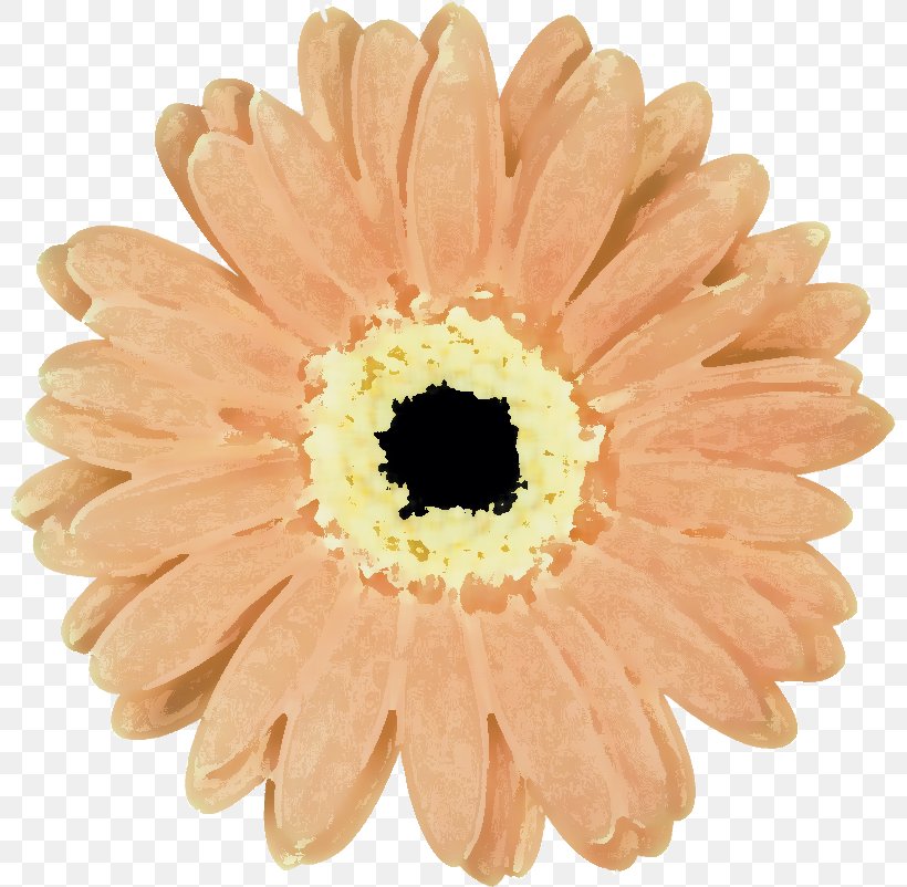 Transvaal Daisy Chrysanthemum Cut Flowers Petal, PNG, 800x802px, Transvaal Daisy, Chrysanthemum, Chrysanths, Cut Flowers, Daisy Download Free