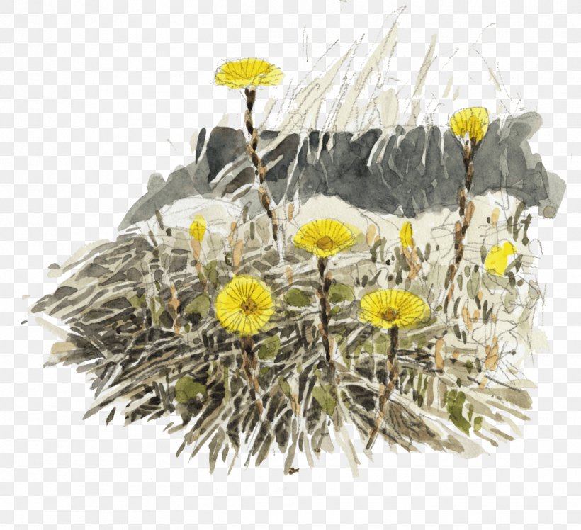 Chrysanthemum Floral Design Dandelion, PNG, 1314x1200px, Chrysanthemum, Branch, Chrysanths, Daisy, Daisy Family Download Free