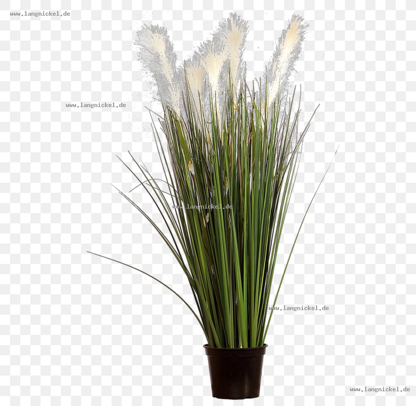 Grasses Pampas Grass White, PNG, 800x800px, Grass, Chrysopogon Zizanioides, Commodity, Common Reed, Gesteck Download Free