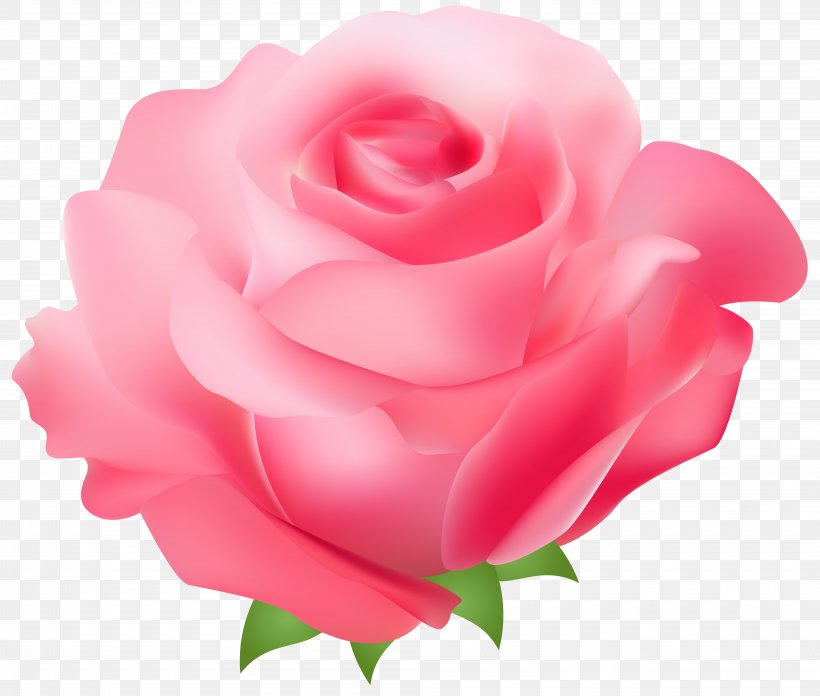 Rose Pink Clip Art, PNG, 8000x6792px, Rose, China Rose, Close Up, Cut Flowers, Floribunda Download Free