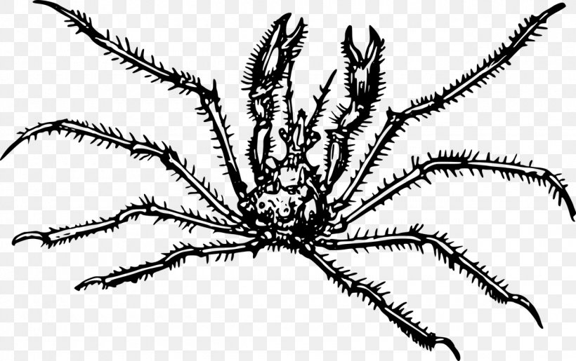 Crab Spider Araignée De Mer Clip Art, PNG, 1280x805px, Crab, Animaatio, Animal, Arthropod, Black And White Download Free
